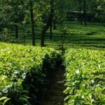 Green plantation with path in middle in summer