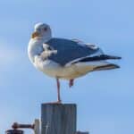 Seagull on Wooden Post