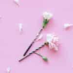 White and Pink Flowers on Pink Surface