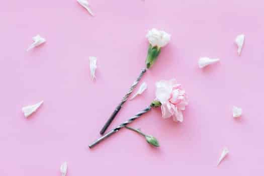 White and Pink Flowers on Pink Surface