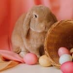 Colored Eggs In A Basket Beside A Bunny