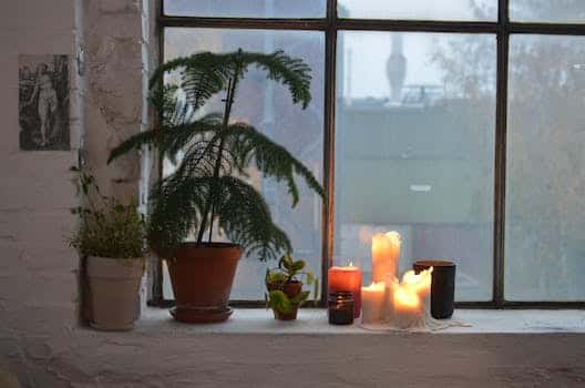 Assorted plants and wax candles on windowsill at home